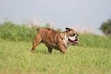 BULLDOG ANGLAIS 187